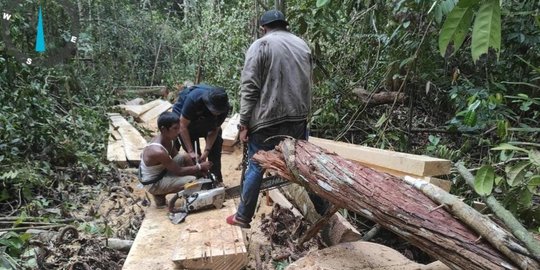 ilegal logging